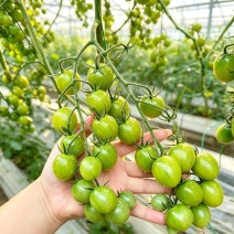 山西青甜小番茄品质保证诚信经营欢迎联系接商超市场电商