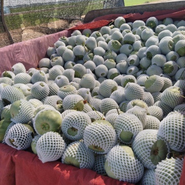 绿宝