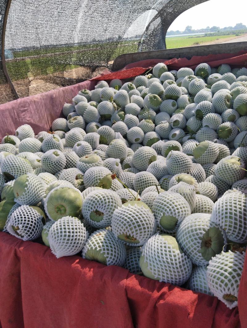 绿宝