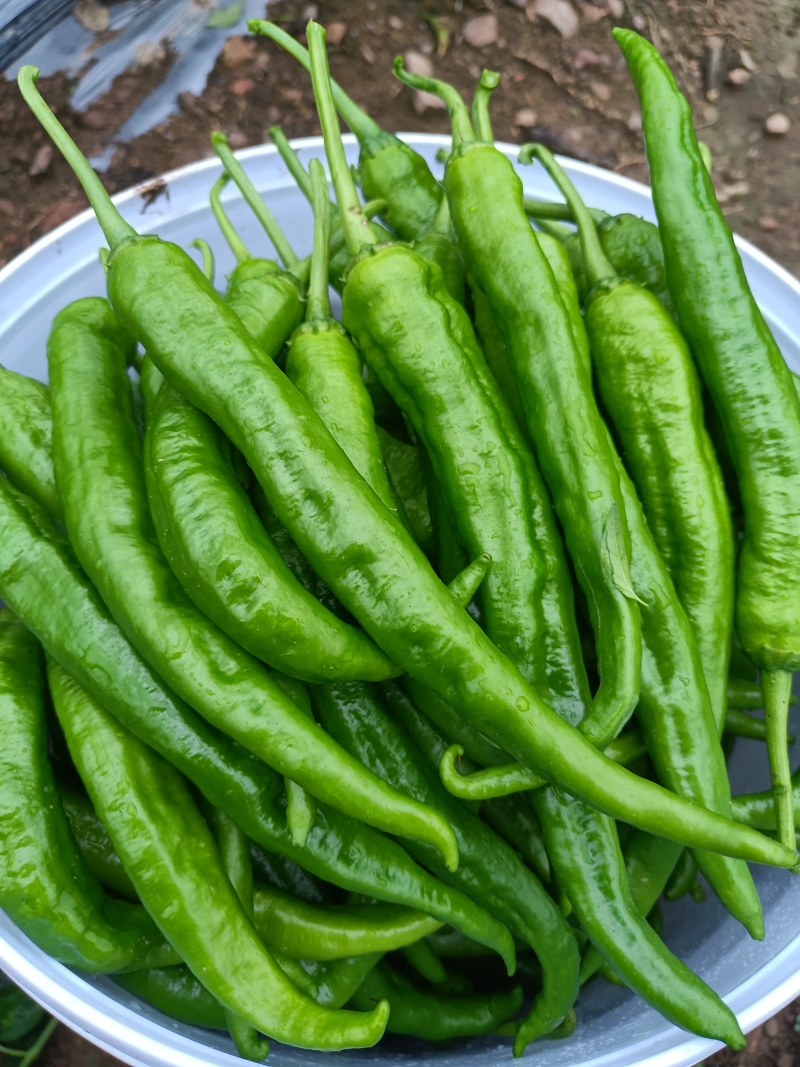 脆皮椒55号，95号椒大量有货