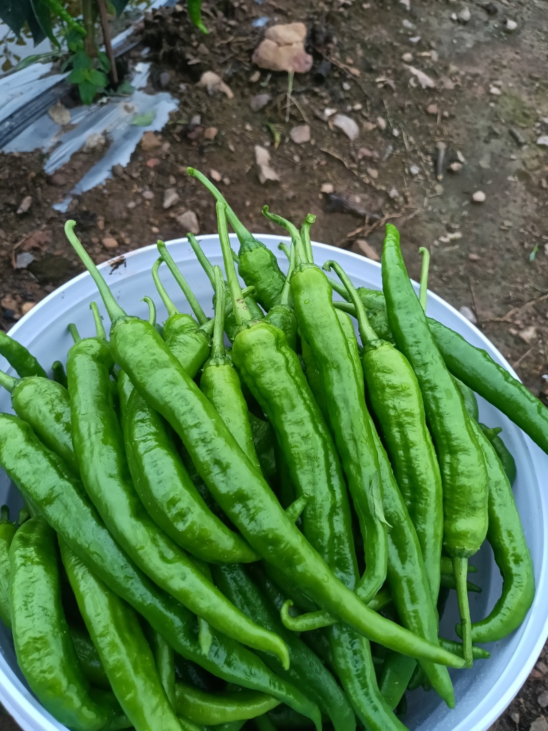 脆皮椒55号，95号椒大量有货