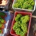 恭喜陈老板，第一批精品果，三块八，死赚钱，台风来了，速度