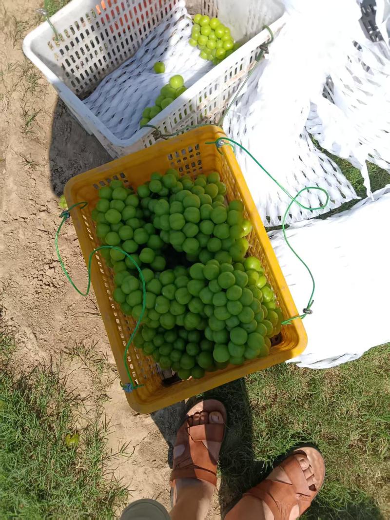 恭喜陈老板，第一批精品果，三块八，死赚钱，台风来了，速度