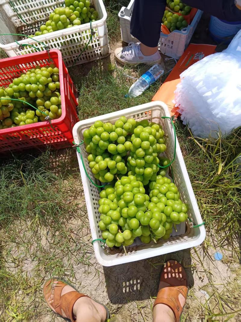 恭喜陈老板，第一批精品果，三块八，死赚钱，台风来了，速度