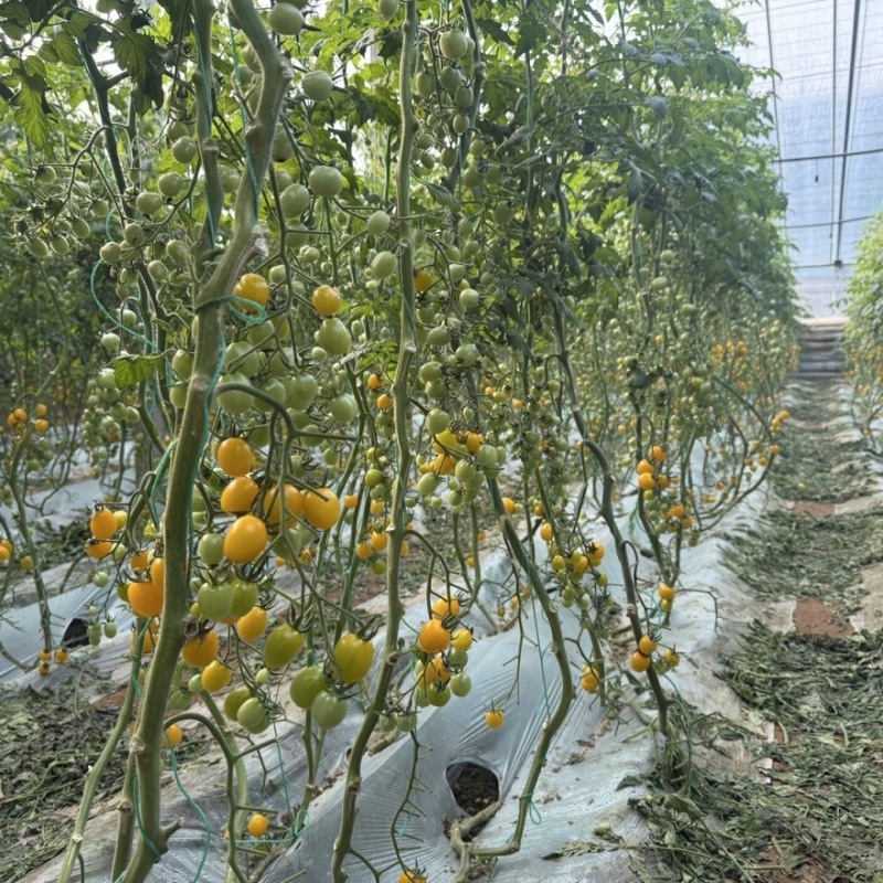 山西迷恋圣女果品质保证诚信经营欢迎联系接商超市场电商