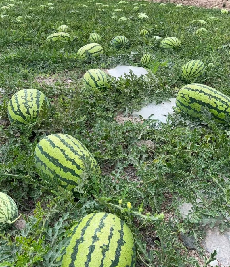 宁夏精品石头瓜硒砂瓜大红瓤产地一手货源量大从优