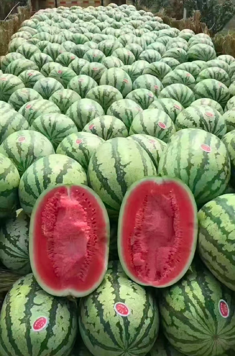 宁夏精品石头瓜硒砂瓜大红瓤产地一手货源量大从优