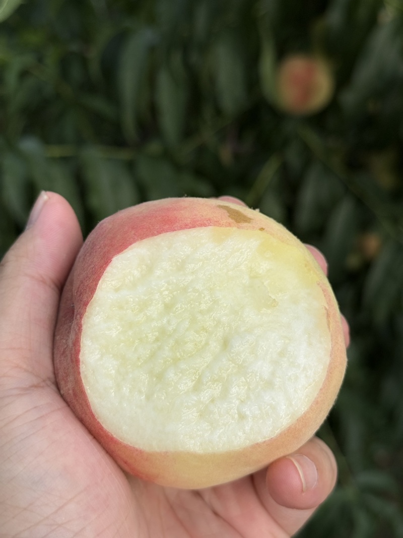 新鲜桃子紫金玉脆纯甜无酸硬桃脆甜当季水果现摘现发自家园