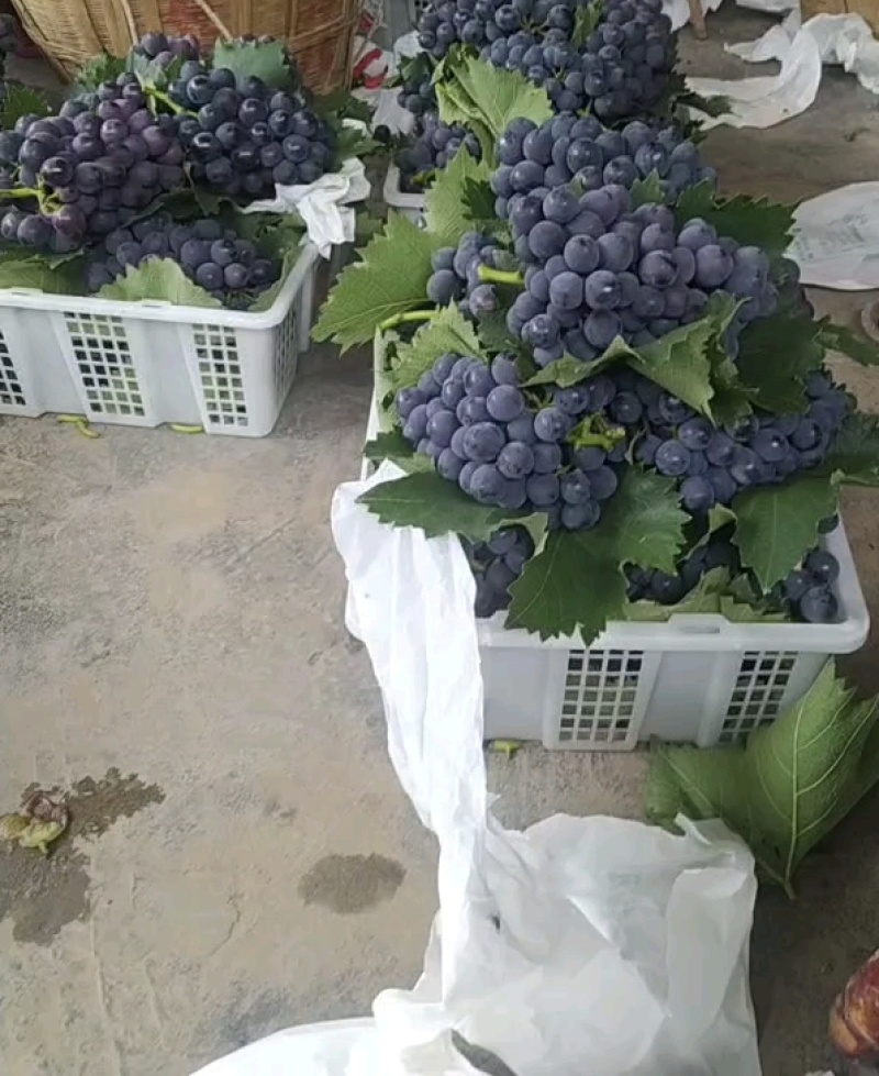 巨峰葡萄，直接打电话大量上市，自家种植，电话联系！！！！