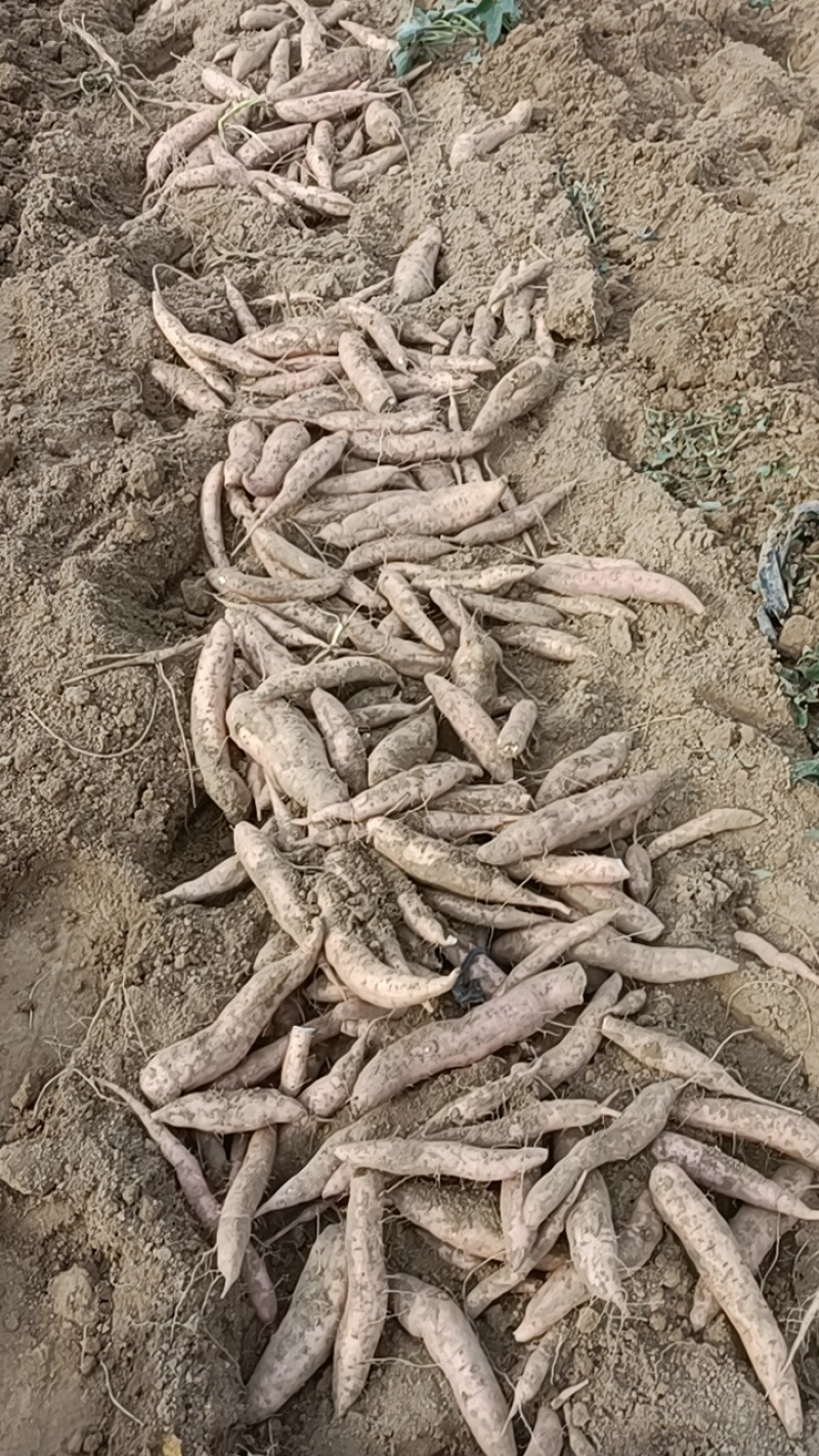 今天出的是哈密，板栗大量有货，原产地产地直销代发
