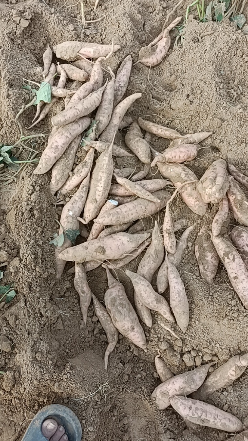 今天出的是哈密，板栗大量有货，原产地产地直销代发