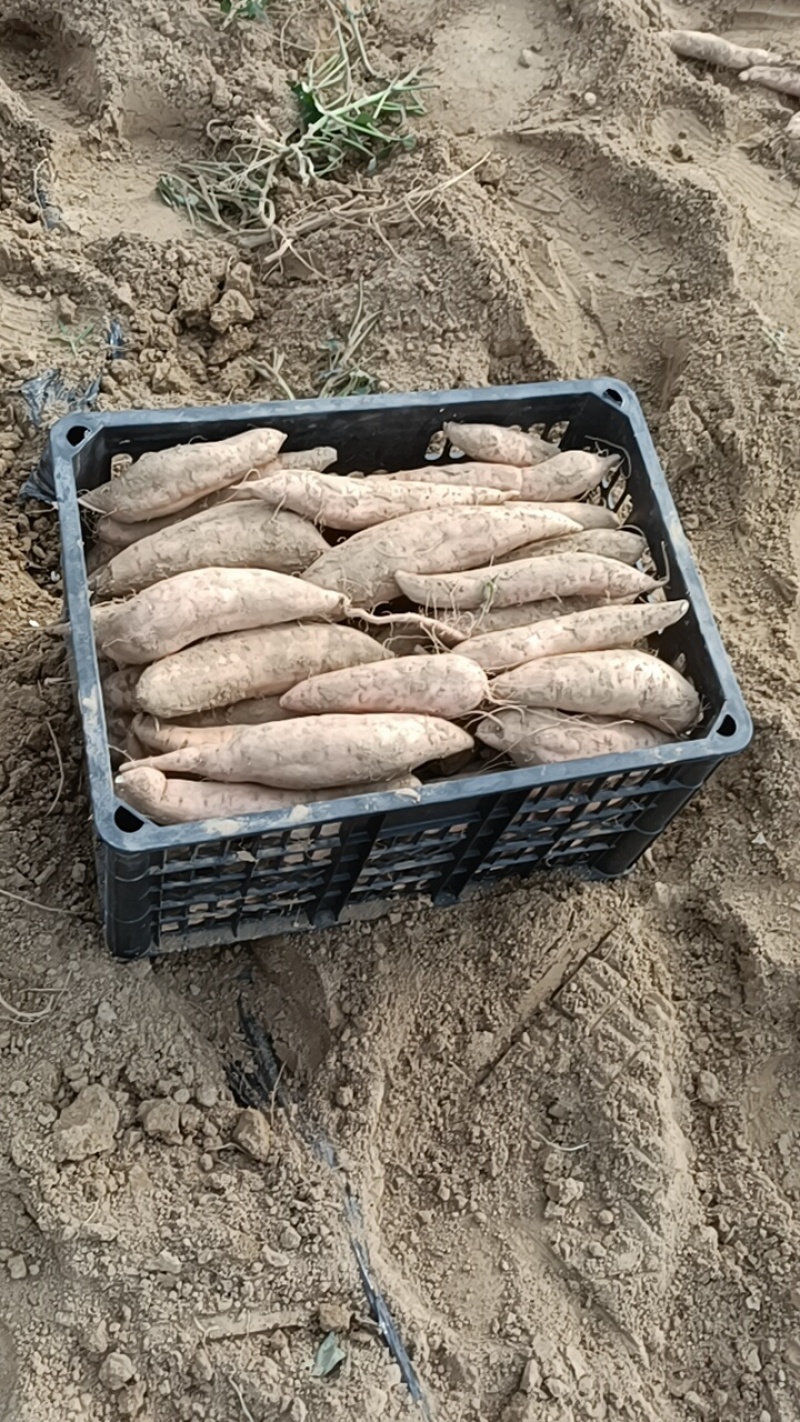 今天出的是哈密，板栗大量有货，原产地产地直销代发
