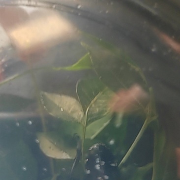 天牛