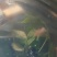 天牛
