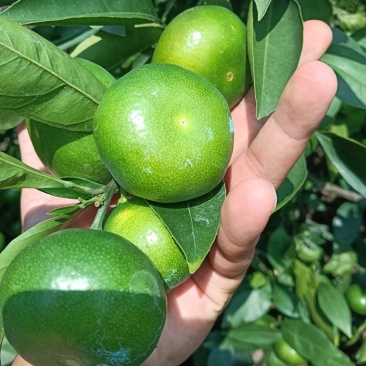 青皮蜜橘