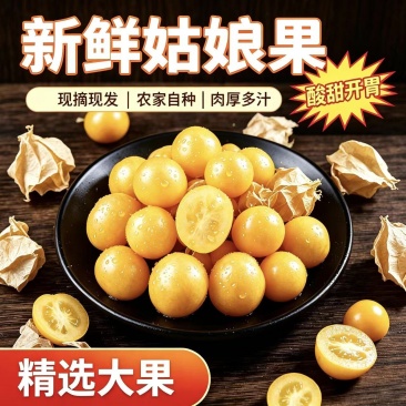 菇娘果之乡黑龙江拜泉菇娘果灯笼果新鲜采摘东北黑土地种植