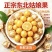 菇娘果之乡黑龙江拜泉菇娘果灯笼果新鲜采摘东北黑土地种植