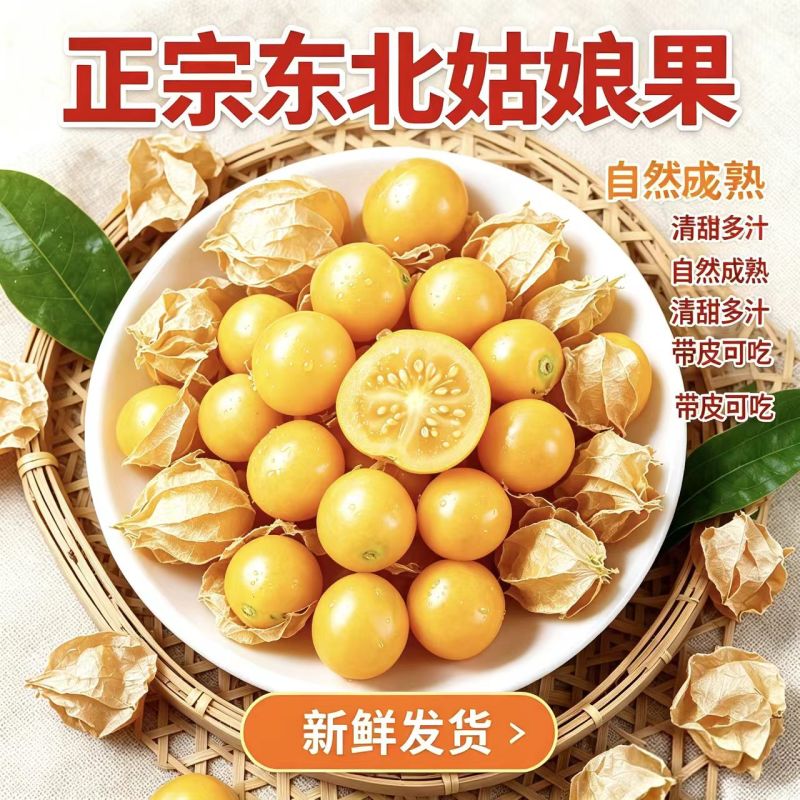 菇娘果之乡黑龙江拜泉菇娘果灯笼果新鲜采摘东北黑土地种植