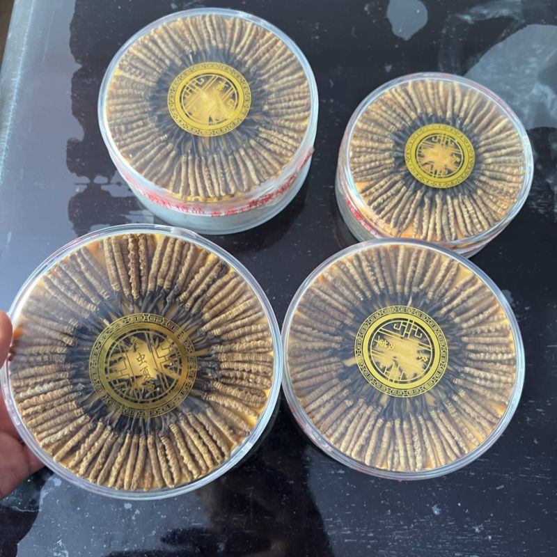 福利小草，虫草规格齐全，数量有限，先到先得