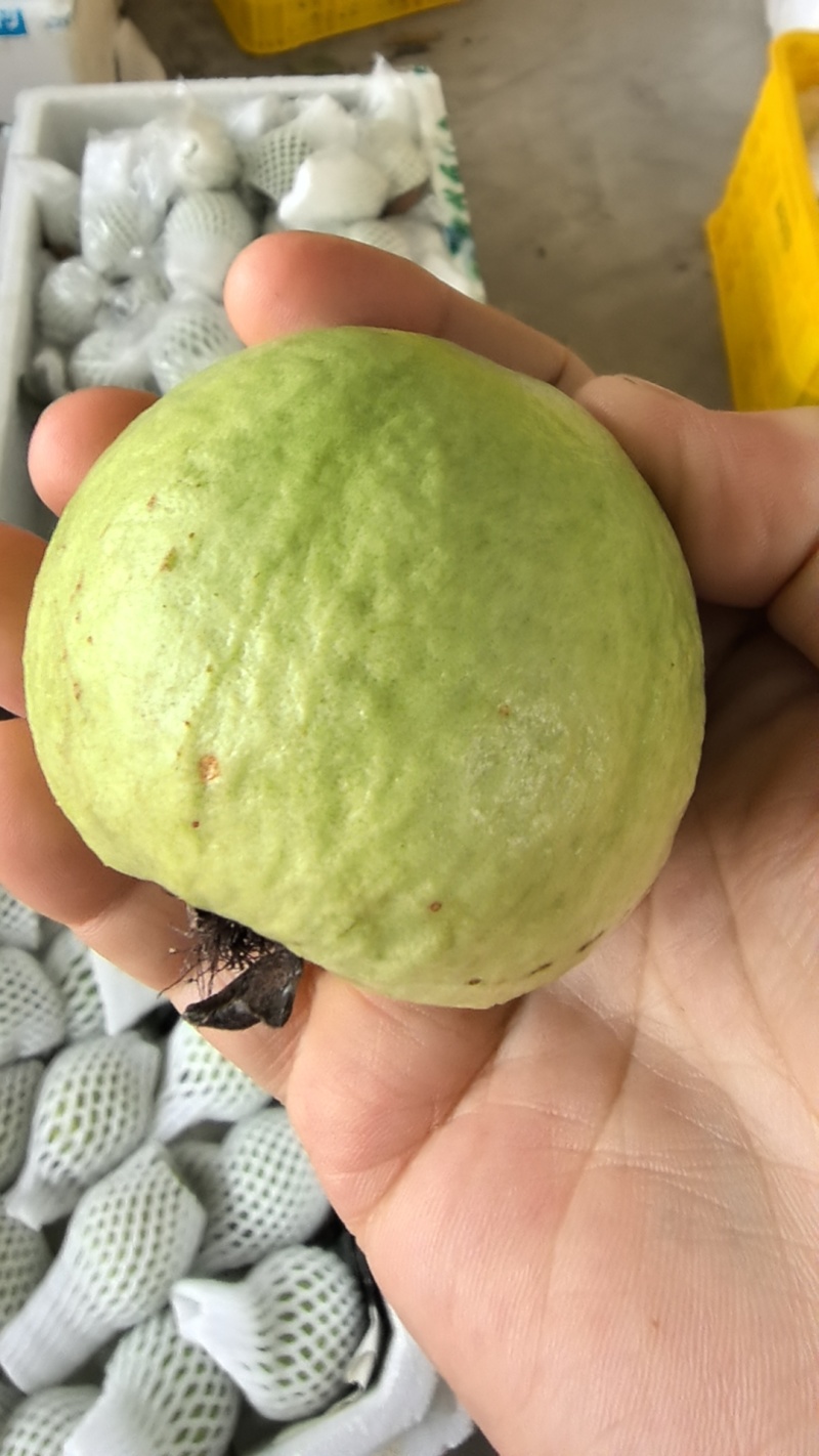 番石榴红心芭乐瑕疵果处理