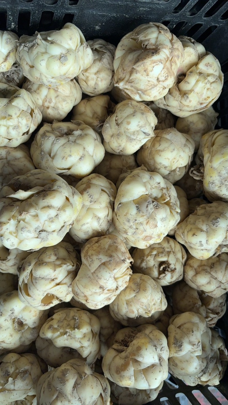 带泥鲜白合