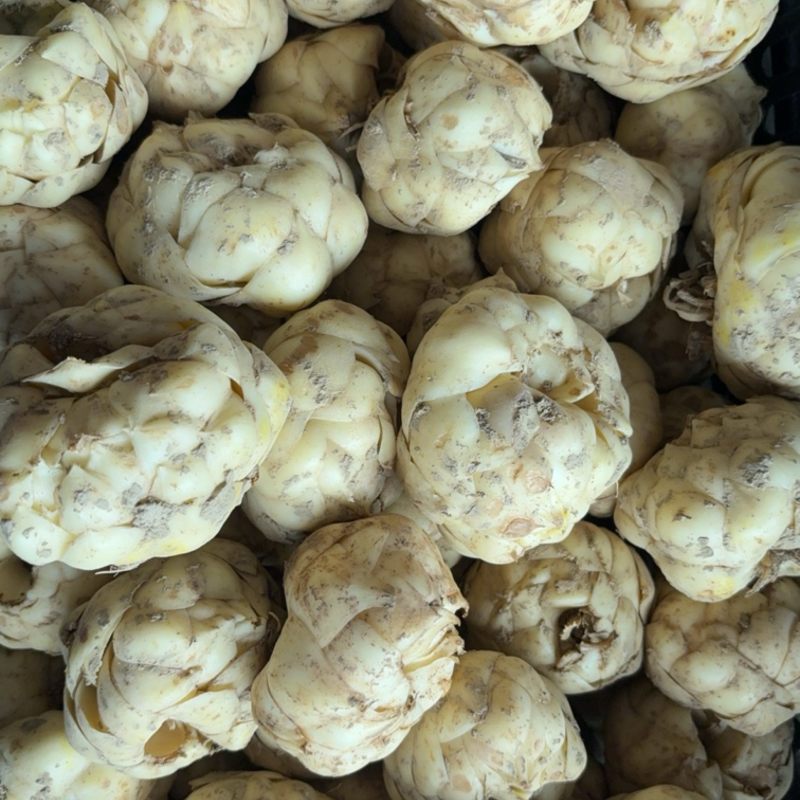 带泥鲜白合