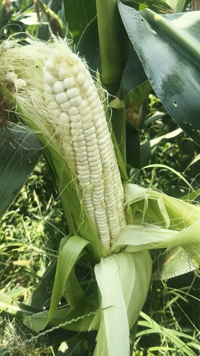 鲜玉米