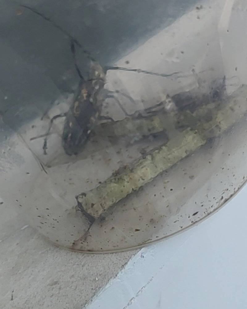 蝼蛄等干药品