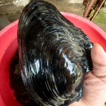 河蚌