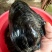 河蚌