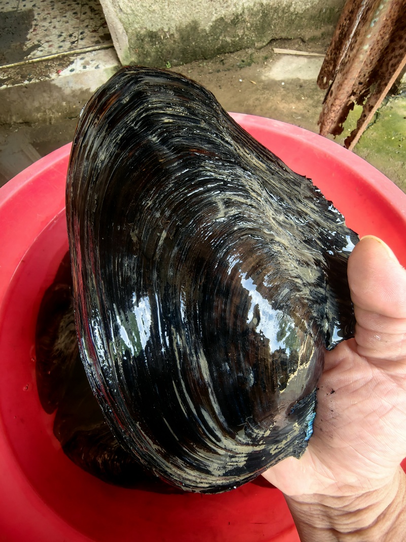 河蚌