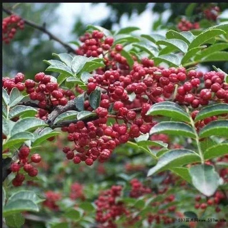 汉源红花椒（贡椒）汉源精品花椒红花椒原产地直发零售批