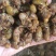蝉蛹大量现货，各种规格现货，对接电商各大平台，多多团购