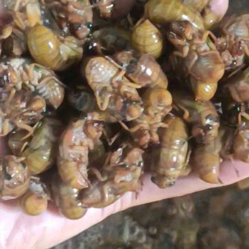 蝉蛹大量现货，各种规格现货，对接电商各大平台，多多团购