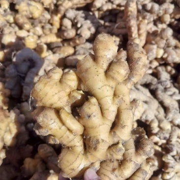 大别山小黄姜自产自销