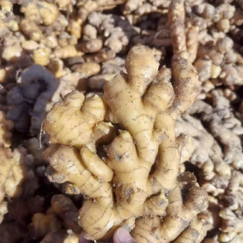 大别山小黄姜自产自销