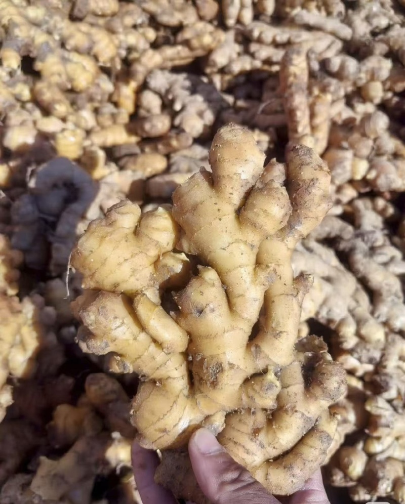 大别山小黄姜自产自销