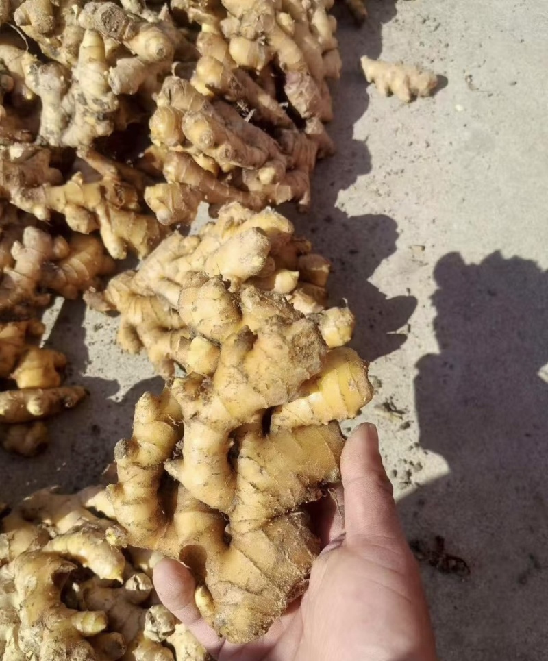 大别山小黄姜自产自销