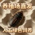 杜比蟑螂活虫活体饲料龙鱼蜥蜴守宫活动冲量便宜鲜活可食用