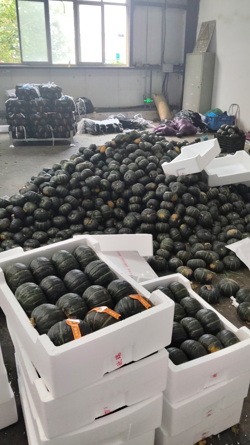 山东产地地爬贝贝南瓜新货粉面甜量大价格可谈