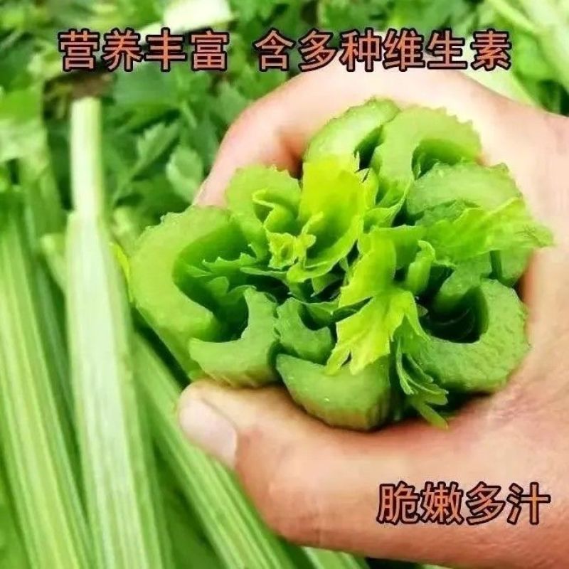 大肉西芹秧苗四季小香芹秧苗耐高温带土苗芹菜苗阳台盆栽