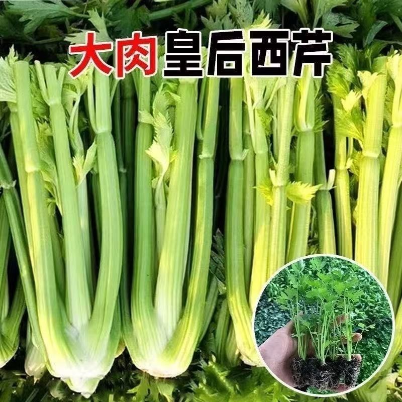 大肉西芹秧苗四季小香芹秧苗耐高温带土苗芹菜苗阳台盆栽