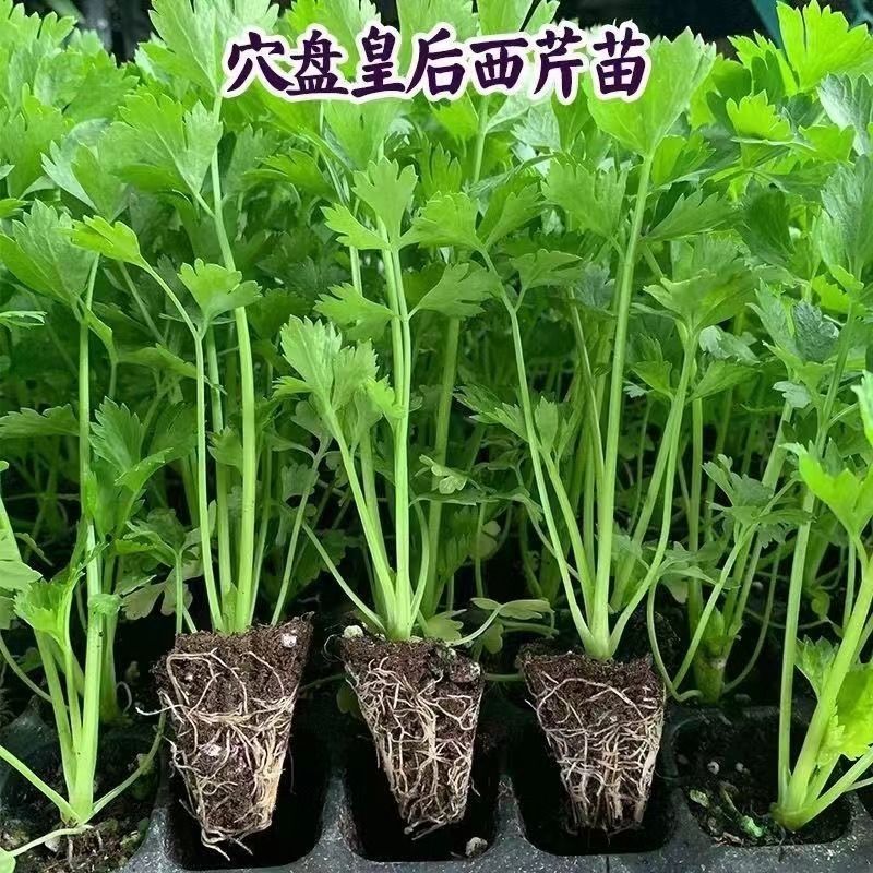 大肉西芹秧苗四季小香芹秧苗耐高温带土苗芹菜苗阳台盆栽