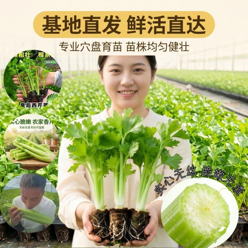大肉西芹秧苗四季小香芹秧苗耐高温带土苗芹菜苗阳台盆栽