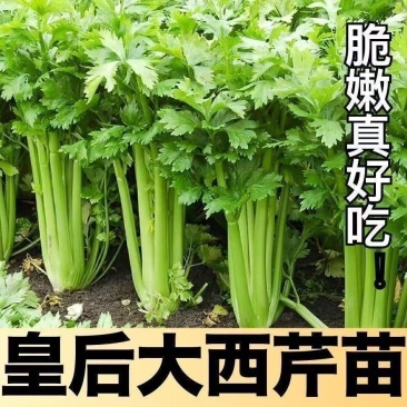 大肉西芹秧苗四季小香芹秧苗耐高温带土苗芹菜苗阳台盆栽