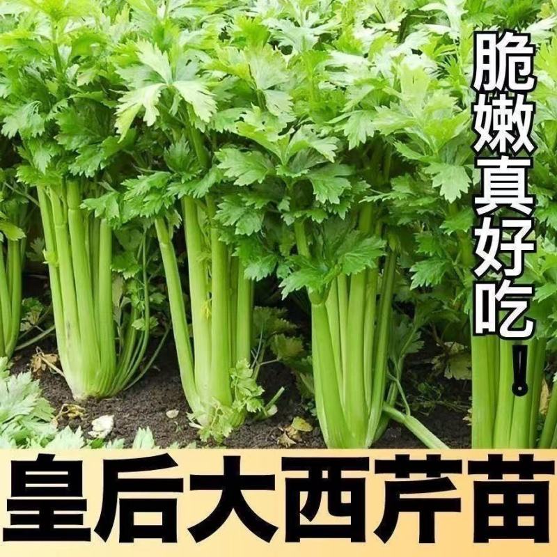 大肉西芹秧苗四季小香芹秧苗耐高温带土苗芹菜苗阳台盆栽