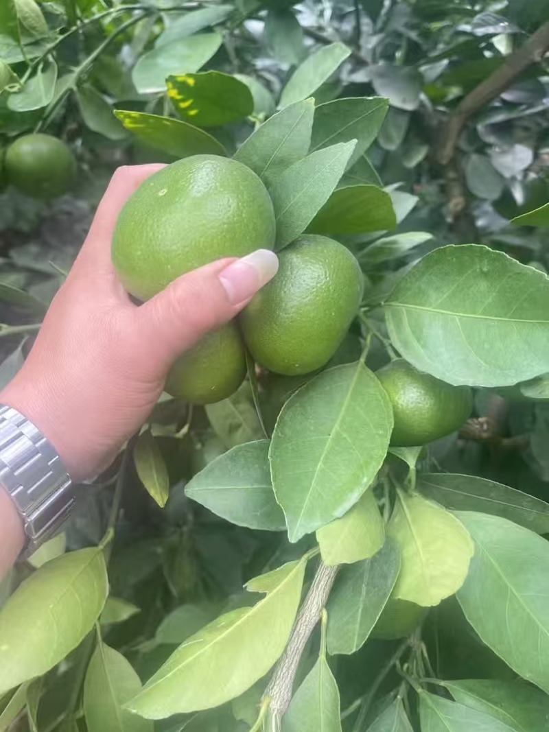云南高原蜜桔，一手货源，保质保量，可视频看货，量大从优