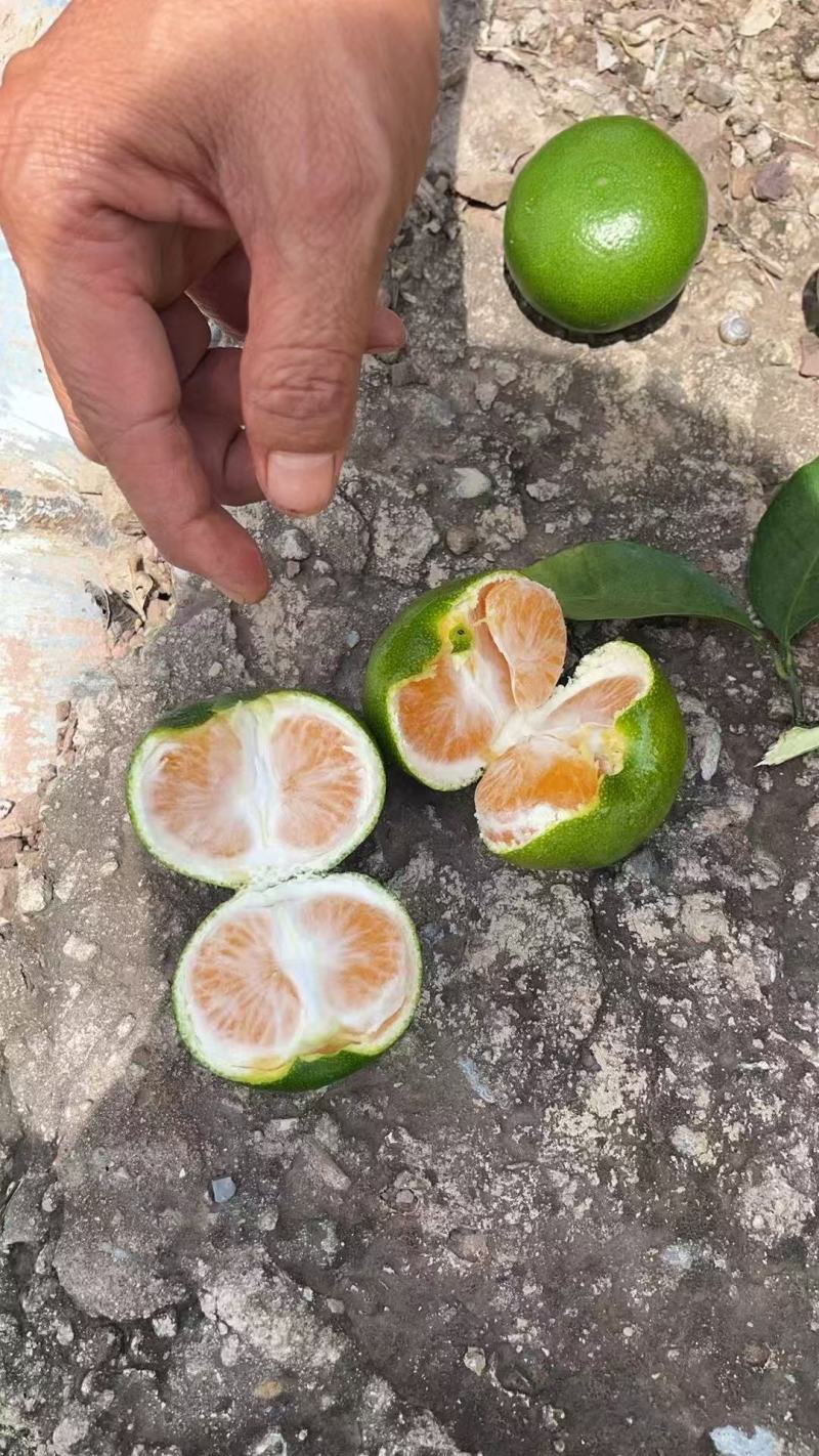 云南高原蜜桔，一手货源，保质保量，可视频看货，量大从优