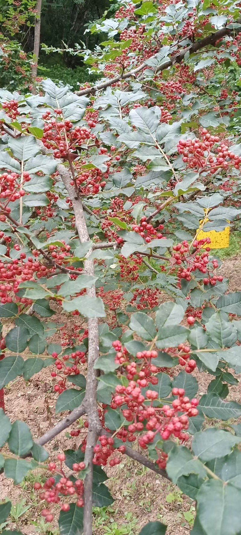 自产自销新品无籽大红袍花椒，油椒一手货源批发批发，零售。