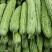 河南南阳市新野县民富蔬菜种植专业苦瓜大量供应量大从优